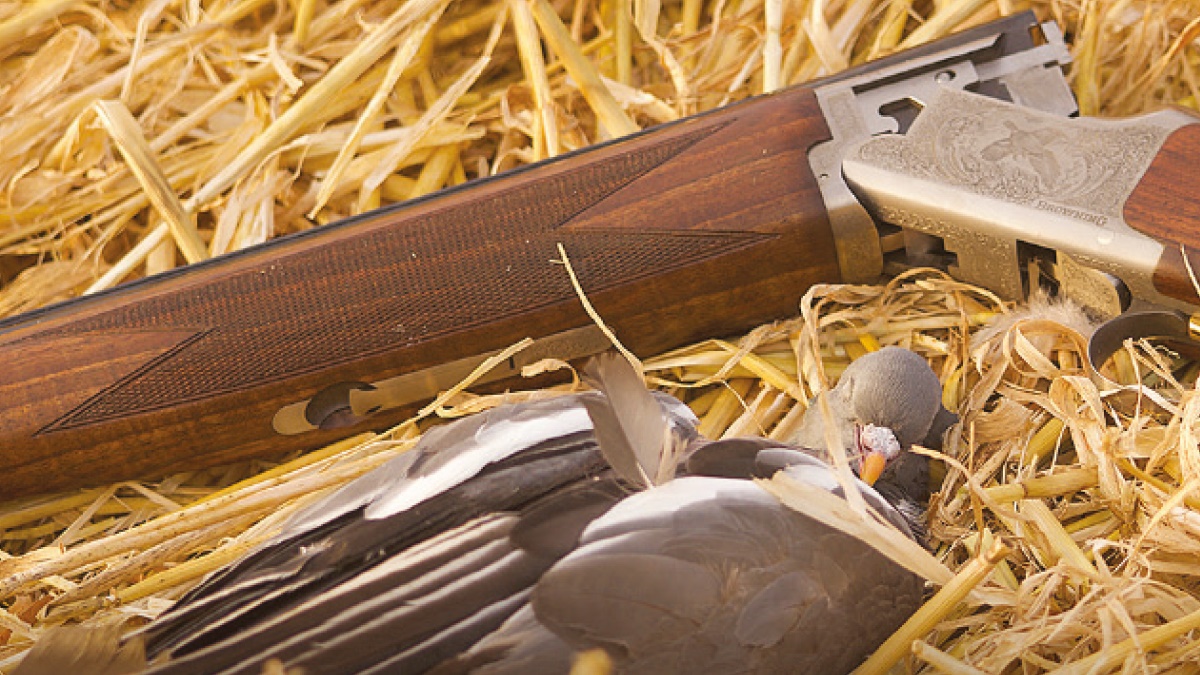 wood pigeon2